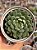 Echeveria dream cluster (korea) - Imagem 1