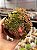 Aeonium sedifolium variegata - Imagem 1