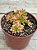 Aeonium Sedifolium variegata - Imagem 2