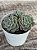 Echeveria tinkerbell - Imagem 3