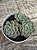 Echeveria tinkerbell - Imagem 2