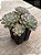Echeveria tinkerbell - Imagem 2