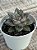 Echeveria monoserotis - Imagem 3