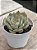 Echeveria Strictiflora var. nova - Imagem 2