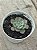 Echeveria Strictiflora var. nova - Imagem 2