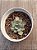 Echeveria strictiflora var. nova - Imagem 3