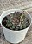 Echeveria dream rose (korea) - Imagem 3