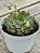 Echeveria dream rose (korea) - Imagem 2