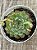 Echeveria dream rose (korea) - Imagem 3