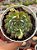 Echeveria dream rose (korea) - Imagem 1
