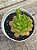 Echeveria red lantern - Imagem 2