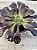 Aeonium zwartkop G - Imagem 2