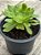 Aeonium green lemon mutacion - Imagem 2