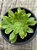 Aeonium green lemon mutacion - Imagem 3