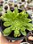 Aeonium green lemon mutacion - Imagem 1