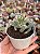 Cotyledon flanaganii variegata (sem raiz) - Imagem 1