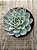 Echeveria violet queen - Imagem 3