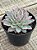 Echeveria violet queen - Imagem 3