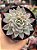 Echeveria violet queen - Imagem 1