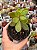 Senecio jacobsenii - Imagem 1