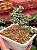 Delosperma lehmannii (bonsai) - Imagem 1