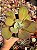 Echeveria angel wings reversa G - Imagem 1