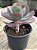 Echeveria angel wings reversa G - Imagem 2