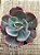 Echeveria angel wings reversa G - Imagem 3