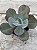 Echeveria angel wings reversa G - Imagem 1