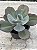 Echeveria angel wings reversa G - Imagem 2