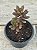 Echeveria toggle - Imagem 2