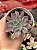 Echeveria rippling watters variegata - Imagem 1