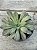 Echeveria rippling watters - Imagem 1