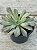 Echeveria rippling watters - Imagem 2