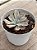 Echeveria rippling watters - Imagem 2