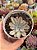 Echeveria rippling watters - Imagem 1