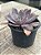 Echeveria rippling watters - Imagem 2