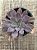 Echeveria rippling watters - Imagem 3