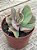 Echeveria goiabinha - Imagem 2