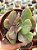 Echeveria goiabinha - Imagem 1