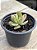 Echeveria goiabinha - Imagem 2
