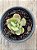 Echeveria goiabinha - Imagem 3