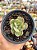 Echeveria goiabinha - Imagem 1