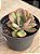 Echeveria goiabinha - Imagem 2