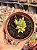 Crassula ausensis - Imagem 1