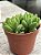 Crassula ausensis - Imagem 2