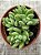 Crassula ausensis - Imagem 3