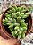 Crassula ausensis - Imagem 1
