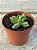 Crassula ausensis - Imagem 2