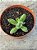 Crassula ausensis - Imagem 1